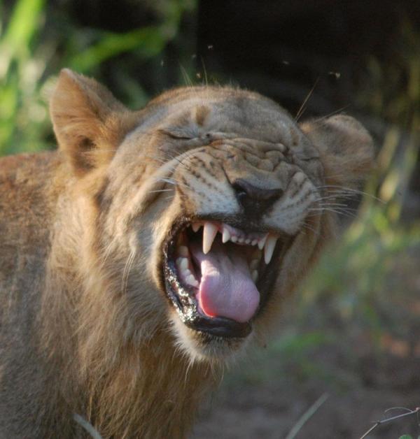 ConfSolutions's tweet photo. A very busy week in the office, we all feel like this lion Amy saw in South Africa. Have a good weekend :- ) http://t.co/nFOr5t0z