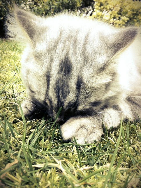 grayfruit's tweet photo. http://t.co/DS3SKroB