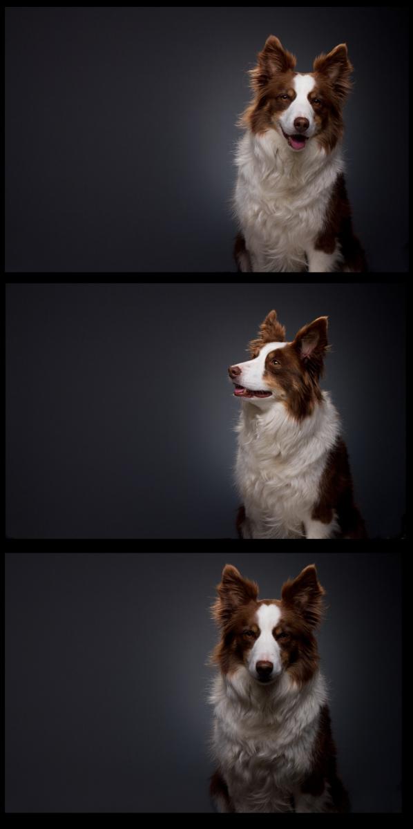 ShootingPDChris's tweet photo. Testing out my new 4ft Kino flo and Dedo lights, with willing participant Jess #photoshoot #dog http://t.co/uC0qseZC