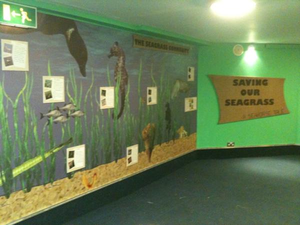 mosspiglet_'s tweet photo. Check out the new seagrass exhibit @FudgeGecko @NMAPlymouth http://t.co/lqGUv1Dx
