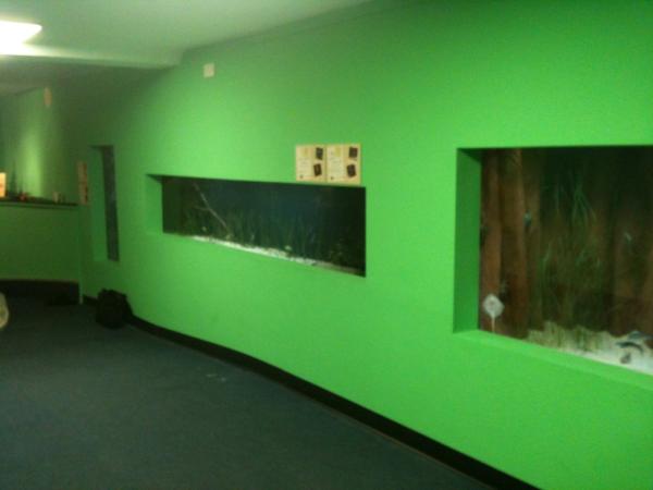 mosspiglet_'s tweet photo. Tanks full of seahorses @NMAPlymouth http://t.co/VTsESUUM