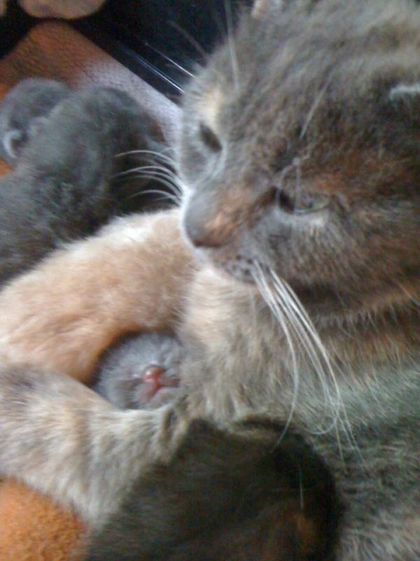 #FelineFriday  Check out our new mama....