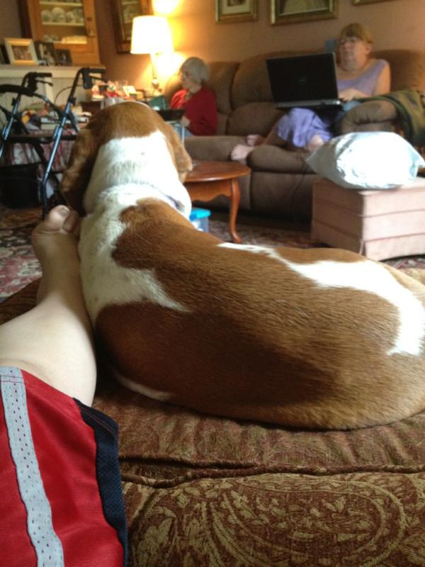 yercabbage's tweet image. I sit down in my chair and almost instantly I've got a buddy taking up my ottoman. :) #DogParentProblems