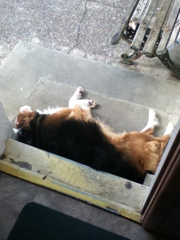 cookiimonstaa's tweet image. Woke up to a new doormat this morning!! Haha
#justcasually