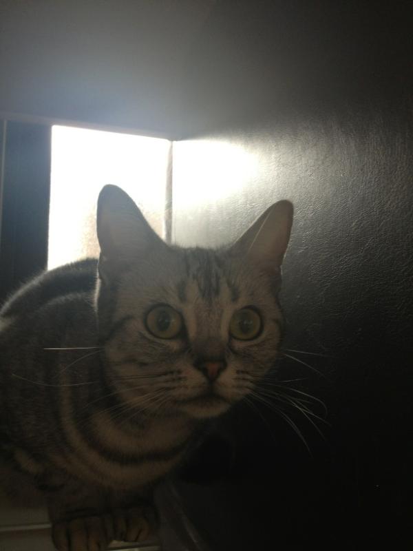 button_ouji tweet picture