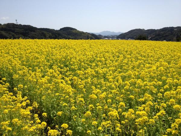 長崎市役所総合公式 Al Twitter 琴海花まつり 社が丘花園では 菜の花が一面に咲き誇っています Http T Co E0baqlxo Twitter