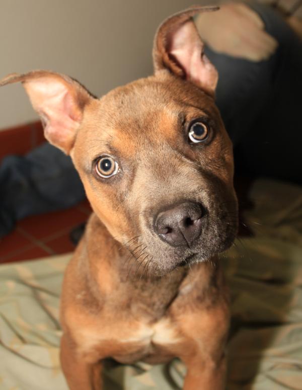 PeninsulaSPCA's tweet photo. @ASPCA  Strawberry was our first pet adoption for the #ASPCAMegaMatch! 8 total adoptions in the first hour! http://t.co/M8x3pyqv