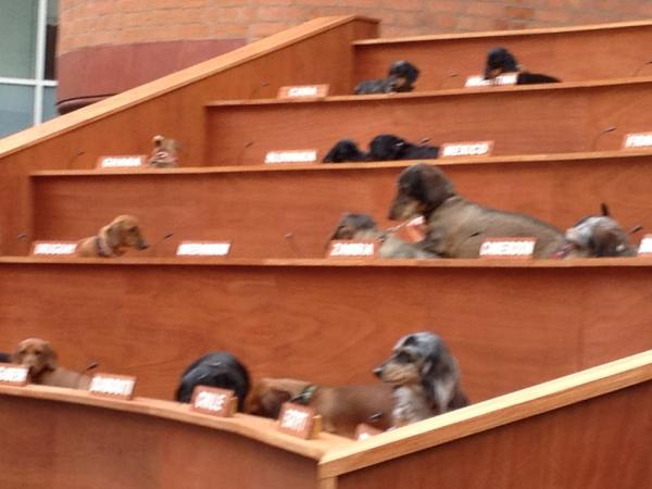 Emjcot's tweet image. Of course the best bit was when the uk sausage dog mounted the Zambia sausage dog....