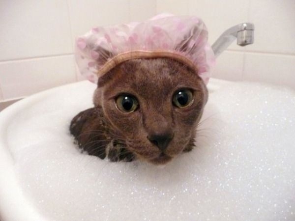 Shower Cat