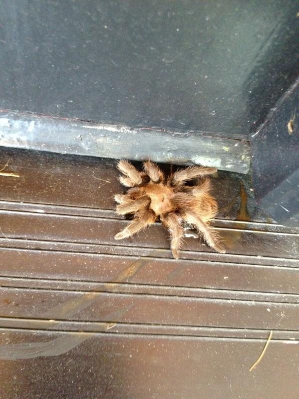 tysoncole's tweet image. Tarantula by back door!