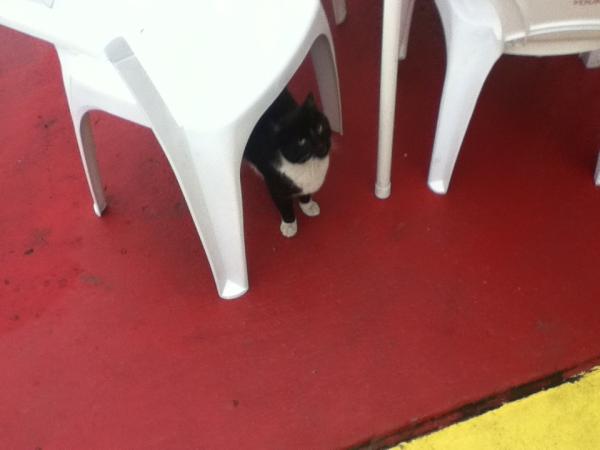 ElPastorKitty's tweet photo. Just me chilling post game after a 5 - 2 win http://t.co/dFCWxZxo