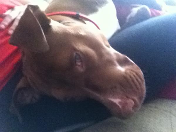 JESSKA_AAA's tweet photo. She's super baked http://t.co/HkJdGR9U