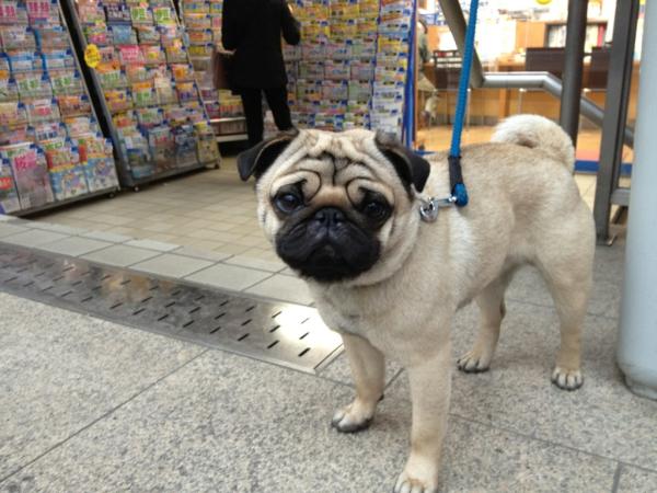 StepcatLee tweet media