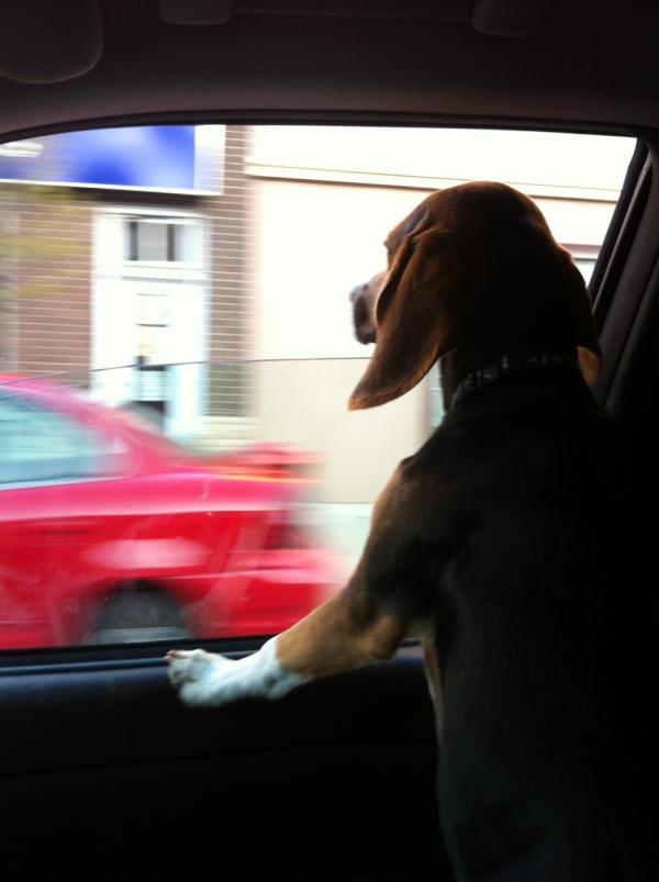 Colleen_Ashley's tweet photo. Frankie goin to our new house! http://t.co/LN6XBL76