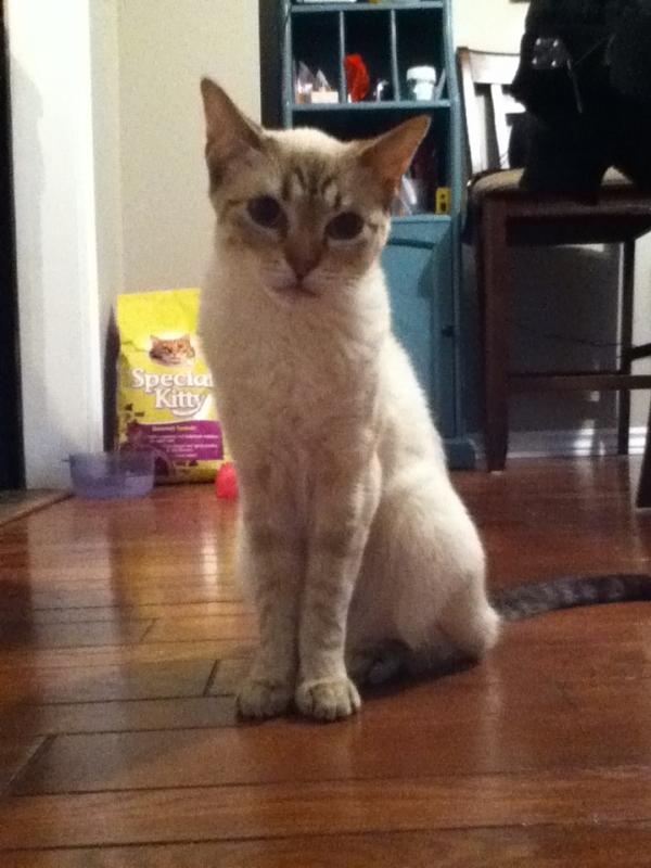 browngalririi's tweet photo. 22 a picture of my pet http://t.co/A60zZCbJ