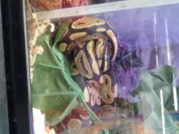 Iam_only1girl's tweet photo. My pet is so kute :) http://t.co/Sn3POJ2u