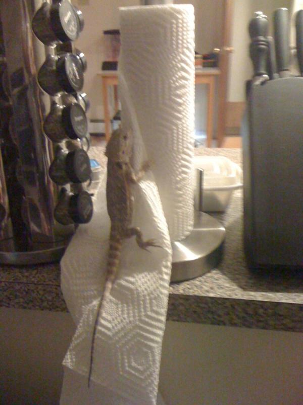 Taco Fest tweet media