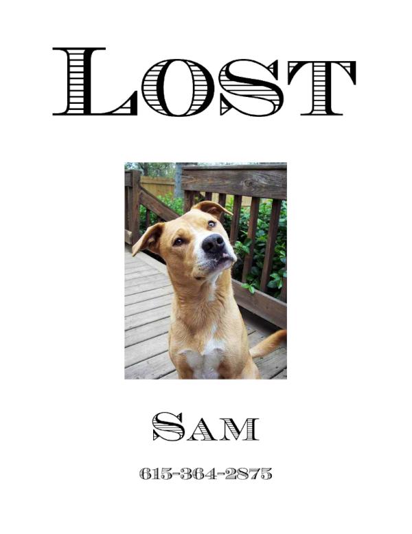 hey <a href="/nashvillepaw/">Nashville Paw</a> pls RT. Last seen near Hancock Street in East Nash