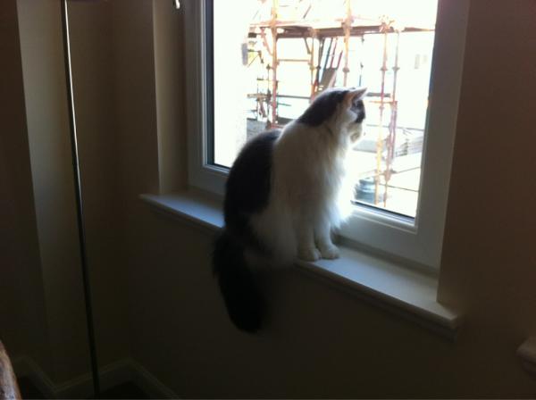 DaBoiz's tweet photo. There is *nothing* more interesting for a nosey kitten than living on a building site! http://t.co/P7QoBcWV