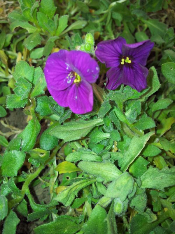 sweepbeagle's tweet photo. Lovely flowers in the garden http://t.co/Jk27J9mj