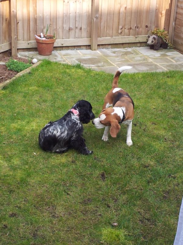sweepbeagle's tweet photo. Me and ella http://t.co/0OwY7Vib