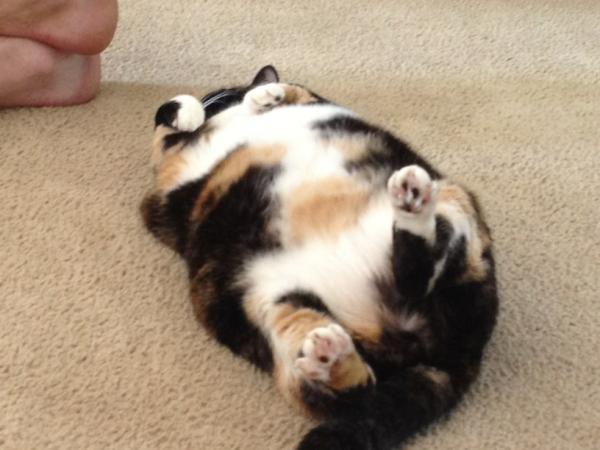 benphil312's tweet image. fat cat #alergic