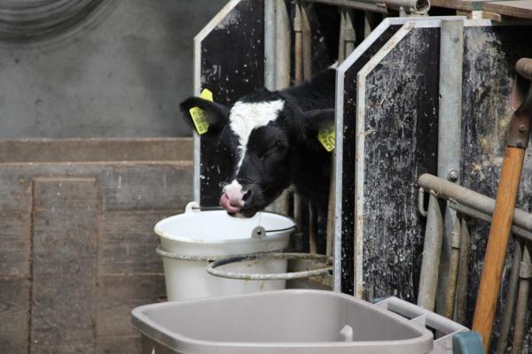 RobPolinder's tweet image. Vanochtend meegekeken met een super leuke workshop "rendement in klauwen" voor 32 leden van @AB Fryslan. Check foto...