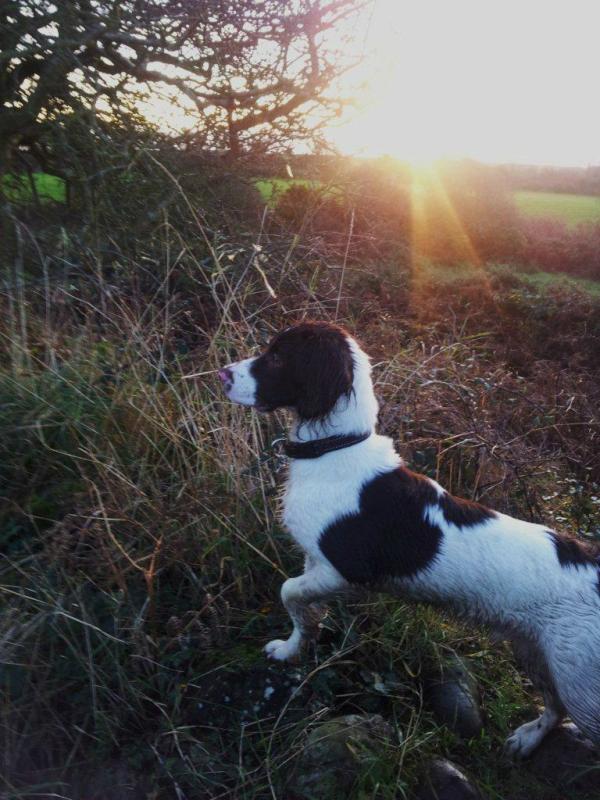 ESSPuppies's tweet photo. http://t.co/YyGKxAON Picture of the Day!  8 Month old Archie owned by Kevin Swift.  A very keen Springer! http://t.co/Truvk6TR