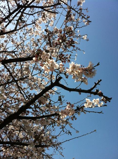 oakman0090's tweet photo. Sakura http://t.co/R1EEtrMf