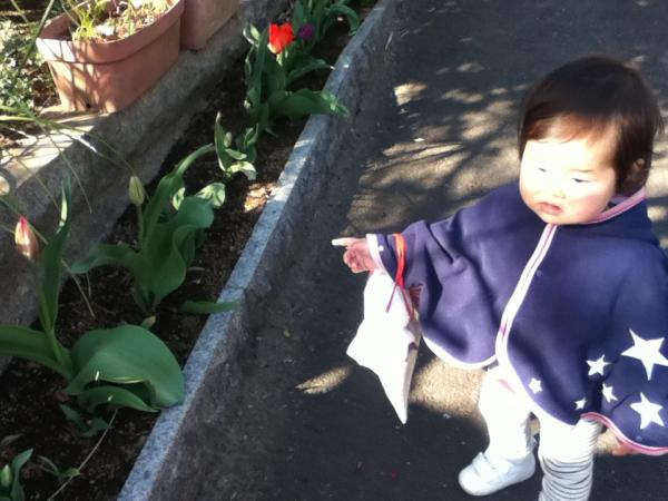チューリップみぃつけた