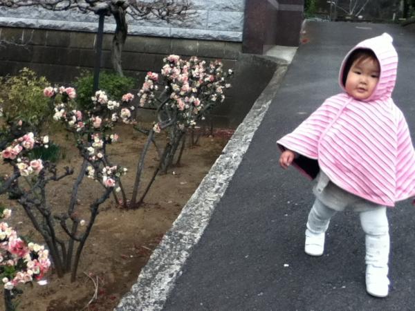 きのうはボケの花が満開だったよ