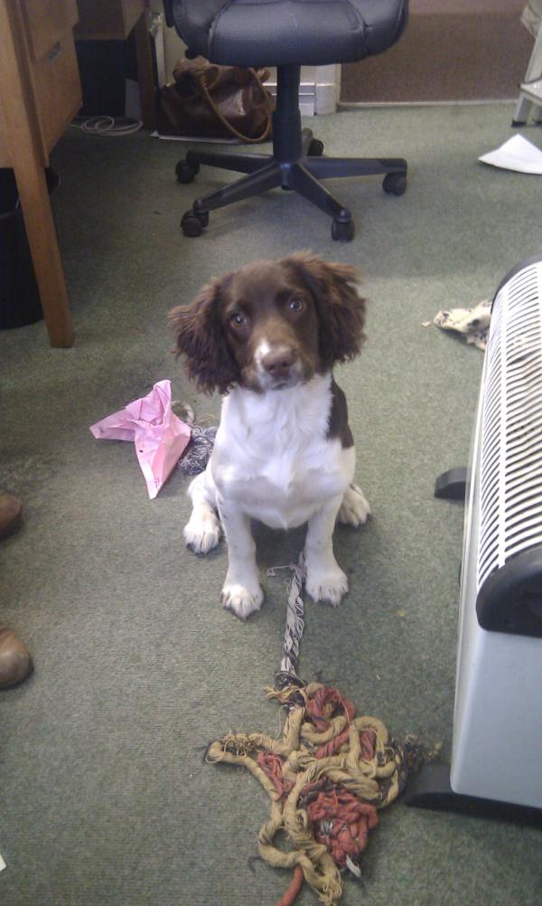 constablevets's tweet image. Puddle the pup has been helping by emptying the office bin