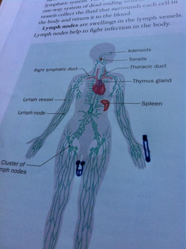 stackexpress's tweet image. Studying when I should be pre drinking #6thyearproblems .. Fuck you lymphatic system