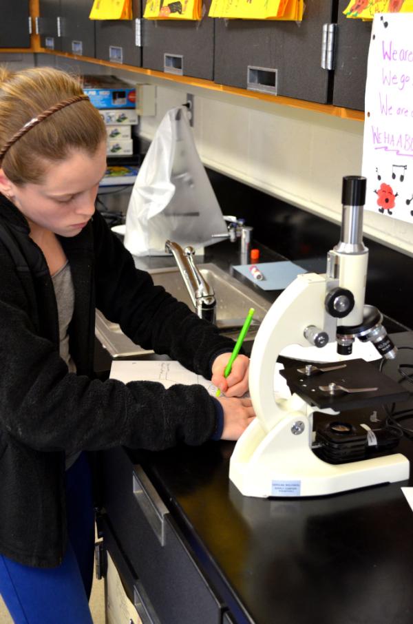 stroutscience's tweet image. more: Cells!  Cells!  Cells!  #microscopelab #STEM #scienceteacher