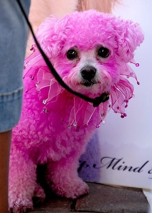 TheTweevils's tweet photo. on my way to burdine i saw this cute dog ! isn't it adorable ? http://t.co/KrYvSZw4
