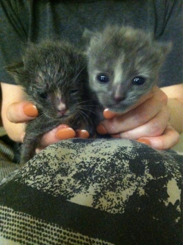 bby__bear's tweet image. Happy one month little munchkins #pullinthrough