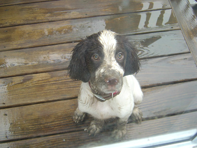 ESSPuppies's tweet photo. http://t.co/YyGKxAON's Picture of the day!  Kingston Kelly of Old Greenwich, CT covered in mud! http://t.co/wY8ziGzi