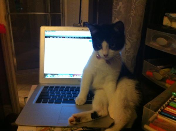 maddygascar_'s tweet image. #techkitty