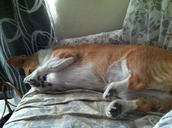 KoopaDog's tweet photo. I love waking up next to this cuteness everyday ❤ http://t.co/nTmbTp13