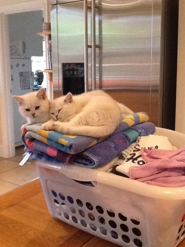 goodykit's tweet image. Did they help with the ironing?  #hardworkmadeeasy