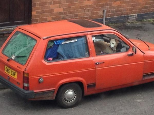 Emjcot's tweet image. Dog moving home in a Robin Reliant this morning, Stirchley.