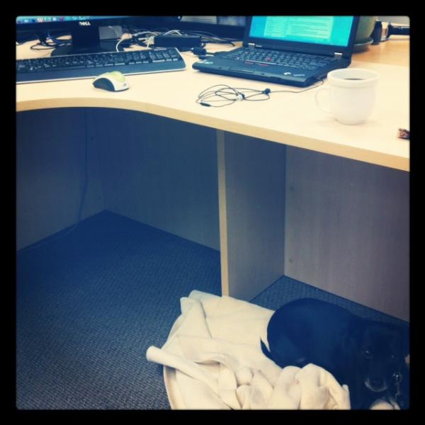 microsoftalumni's tweet image. No #geekspace is complete without a work pup. Here&apos;s ours.