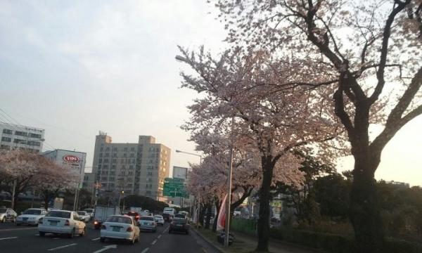 happyrent's tweet photo. 제주에는 벌써 벚꽃이 만발합니다. 그렇게도 기다리던 봄이 이제 성큼 다가왔습니다.^^ http://t.co/GwaSXSgd