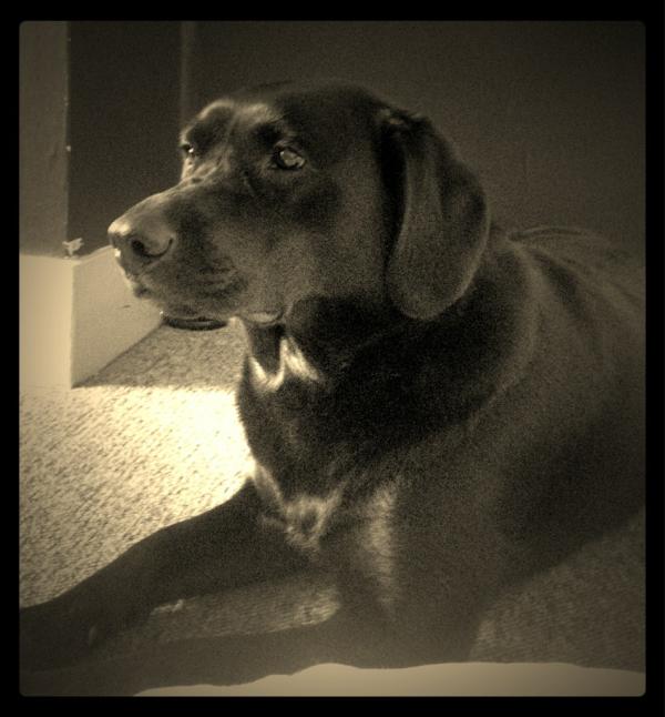 buffwoto's tweet photo. Absolute American Civil War Gun dog :: #TheRum :: http://t.co/GqDbNPNs
