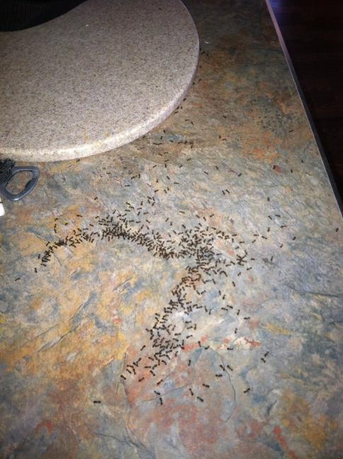 booboojeffrys's tweet image. #antproblems