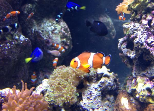 RyanMcPartlin's tweet photo. @ Aquarium of Pacific found out the only way 2 stay off endangered list is thru Pixar, @AlbertBrooks & #EllenDegeneres http://t.co/bOzX1o0H