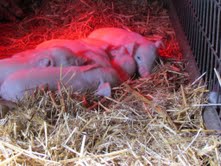 Het leven als kleine big is zo slecht nog niet....lekker knorren onder de warmtelamp in de kinderboerderij.