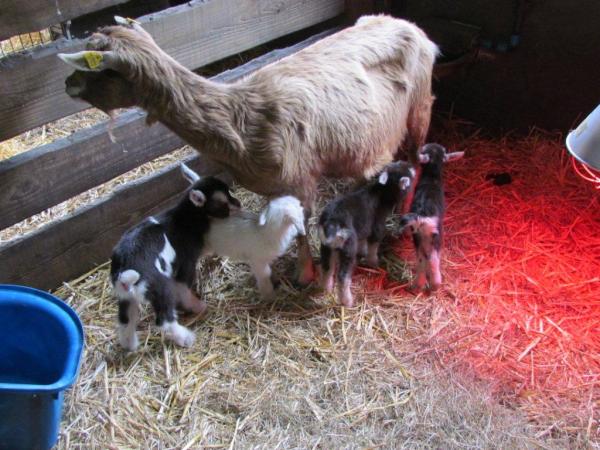 Toggenburgergeit Laurie heet altijd al haar eigen plan getrokken, hoe zullen haar vier lammeren het gaan doen?