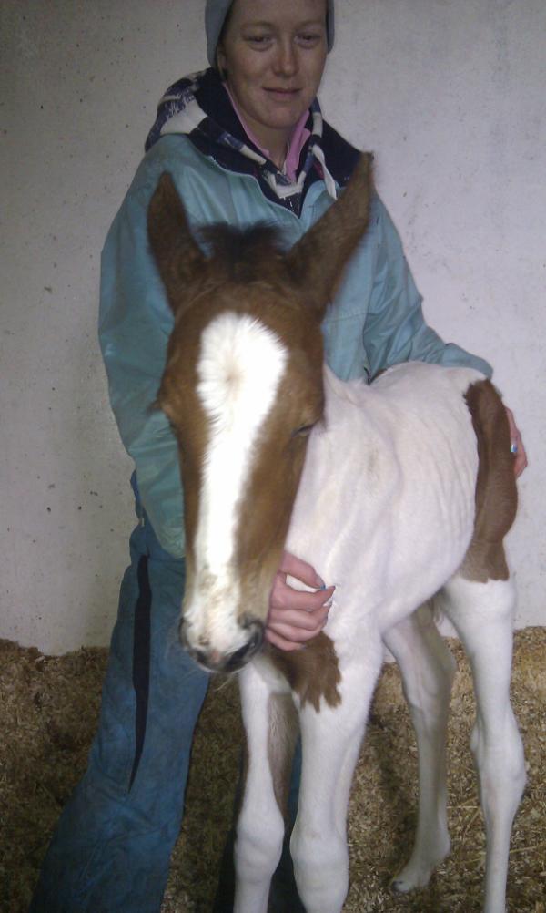 constablevets's tweet image. Take a look at  this cute little foal born yesterday in the early hours