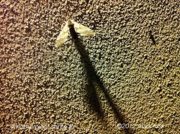 marktusk's tweet image. #mothproject santa fe #shadowtail